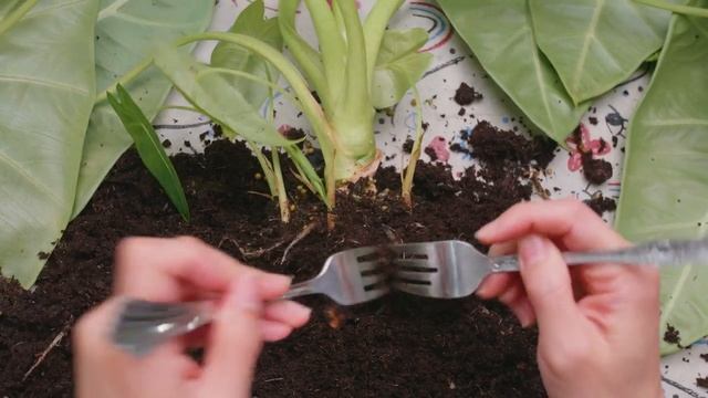 Droopy Leaves? SAVE Your Frydek!