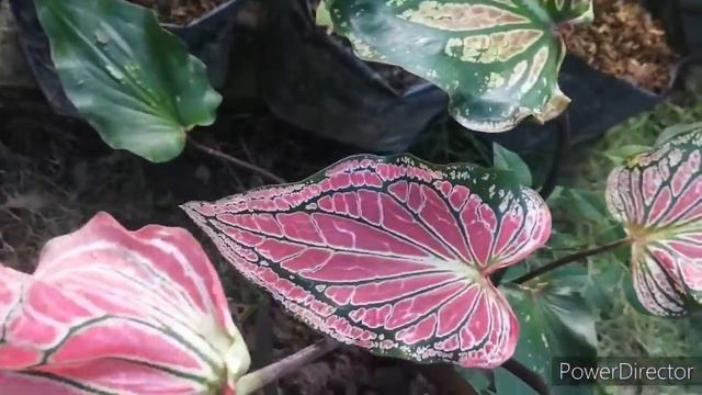 Caladium Plant