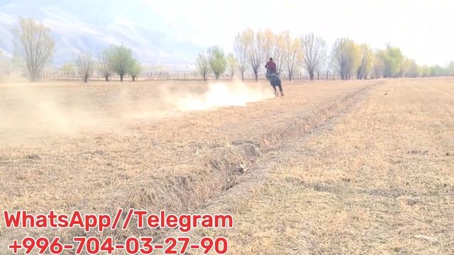 По Кличке До свидания?8 ноября 2023 г.