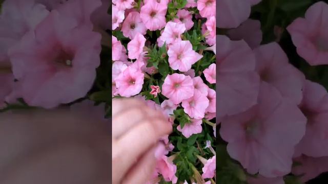 КАК Я ЧИЩУ СТОЛЬКО ПЕТУНИИ?