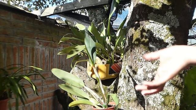 Orquídeas con capullos pero sin flores || Orquiplanet