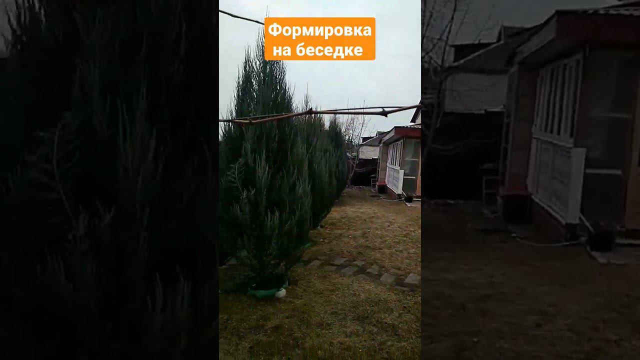 #беседка #виноградник #весна2024