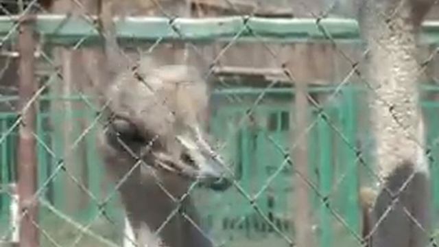 Заметки из провинции Крылья, ноги, хвост (вып. 30)