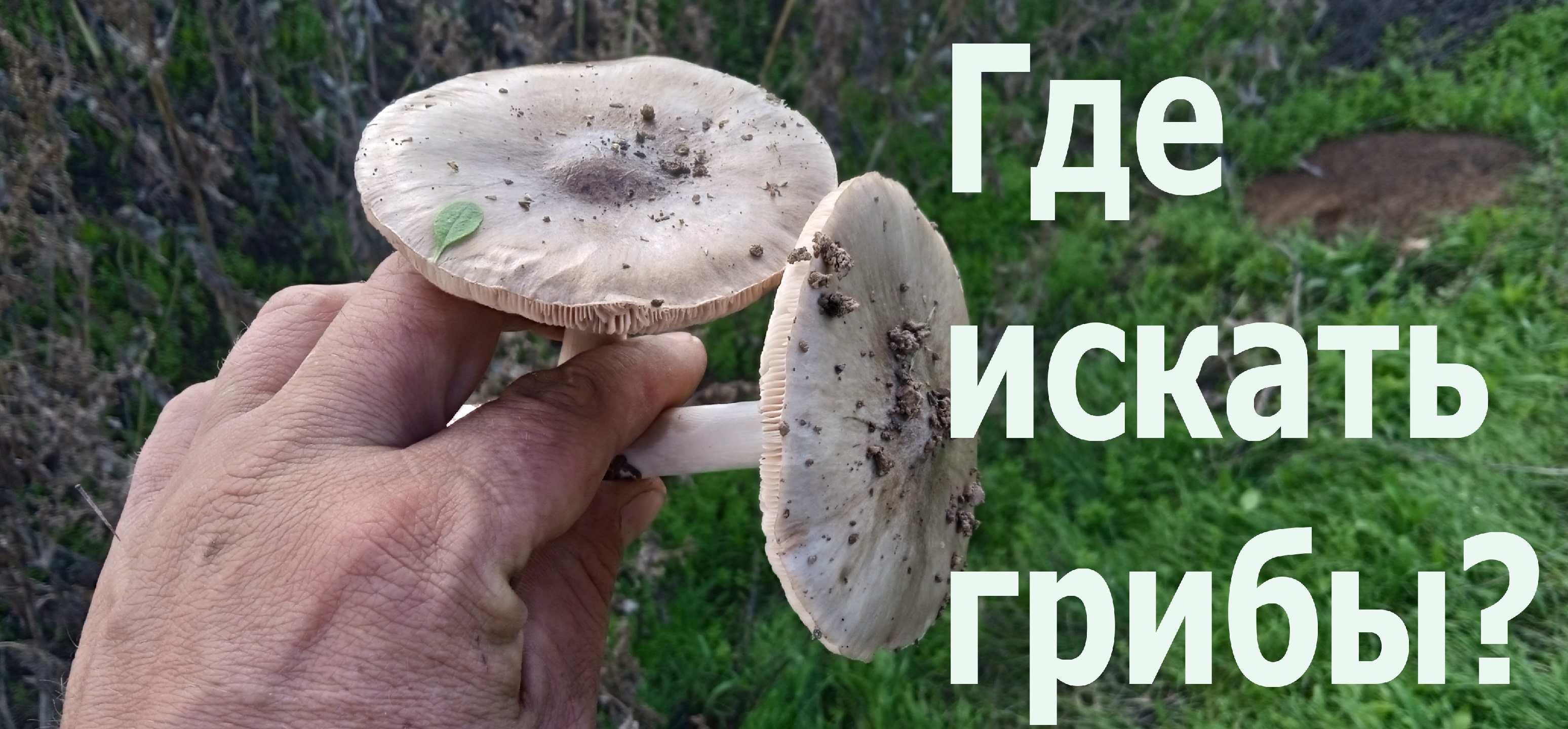 Полное ведро за 20 минут - Как находить грибные места