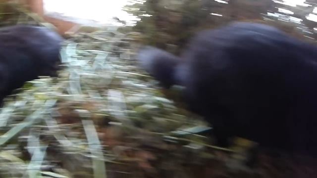 Лиза и Шустрик вернулись? Кто такой бегемот? Пушинка-обжора!
