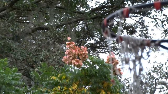 Sony DSC-HX300 Zoom