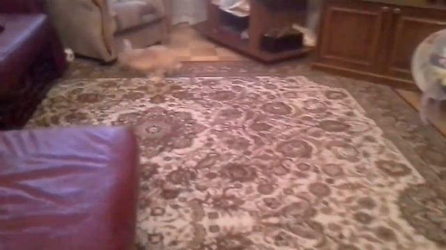 Прогулка с кроликом Мандаиинкой часть 1 вы ещё не видели какие кувырки она делает в воздухе + лайк