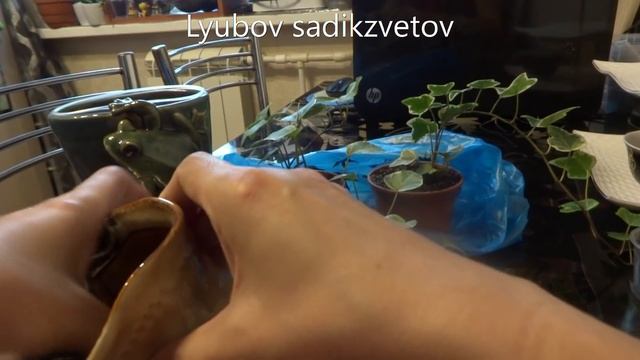 Комнатные цветы/растения. Новички плющи. Посадка в кашпо. Композиция с лягушками.
