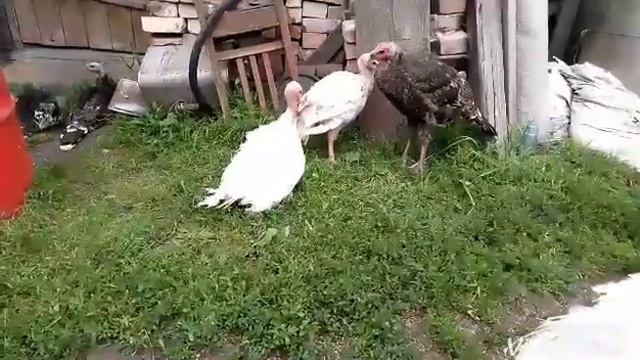 Индюки дерутся.