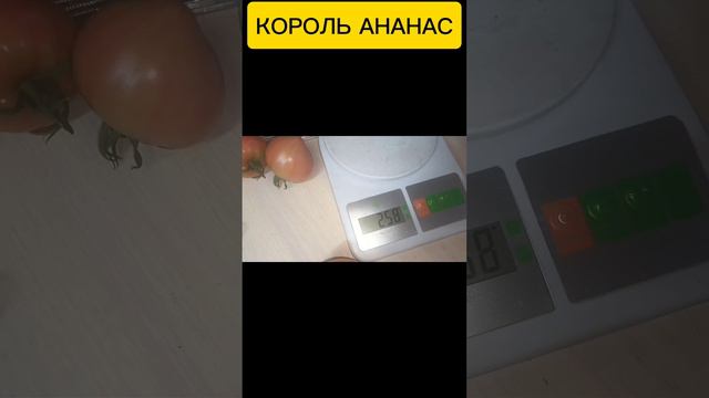 Томат КОРОЛЬ АНАНАС.mp4