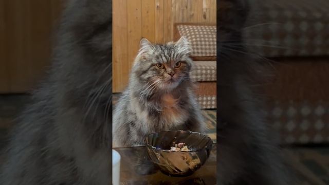 Чепусик поблагодарил Игоря и Кэти за подарок ? Пригласил маму в ресторан и рассказал ей свою тайну