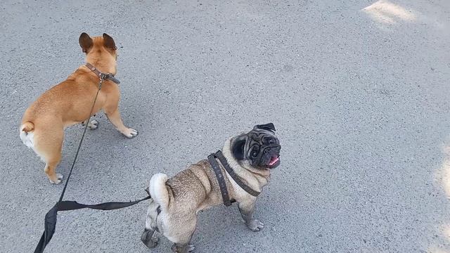 Мопс & Бульдог  // Кот на Драконе // Клумбы