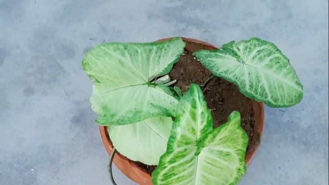 Syngonium plant ke new update