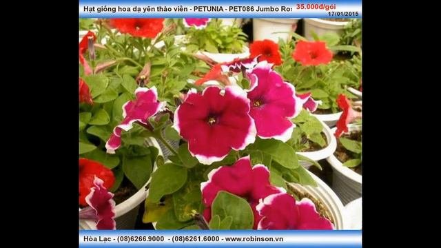 Hạt hoa Yên Thảo viền - PETUNIA Jumbo Rose Frost