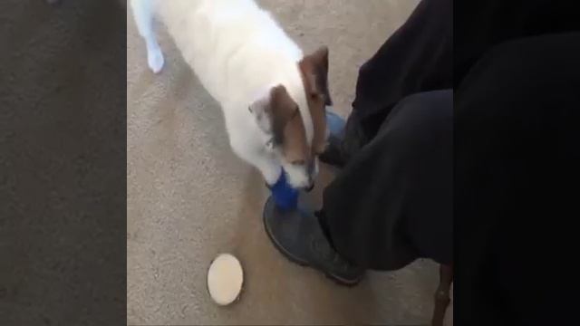 Собака должна иметь обзор