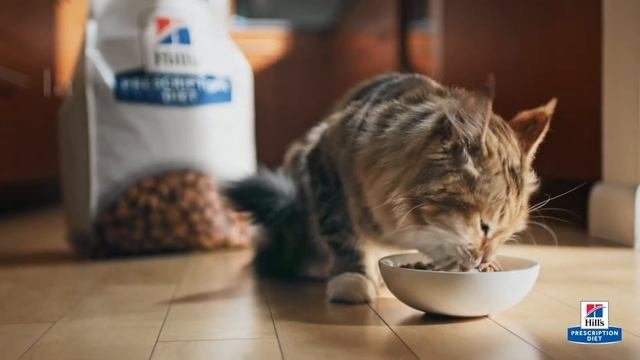 Hills Prescription Diet wd para perros y gatos  Nutrición con múltiples beneficios