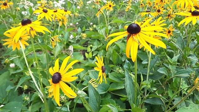 Рудбекия блестящая Гольдштурм  Rudbeckia fulgida Goldsturm