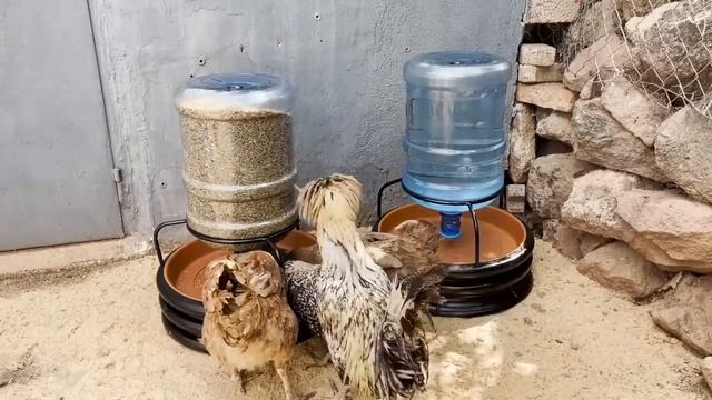 4 необычные идеи практичное изготовление кормушки для кур