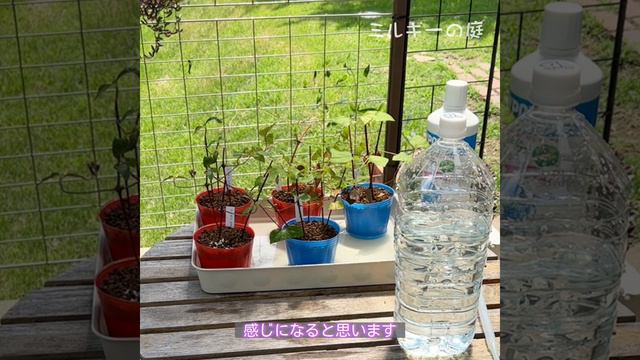 クレマチス挿し木チャレンジ③💠挿し木から3週間目に液肥を与える