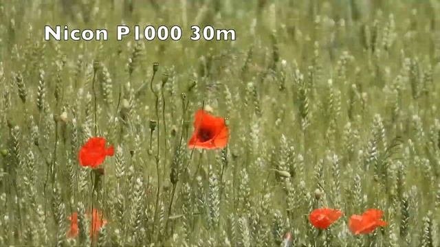 Nikon P1000 Vs Panasonic Lumix DMC TZ80