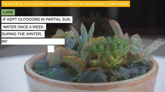 Beautiful Succulent Arrangement In Handmade Container