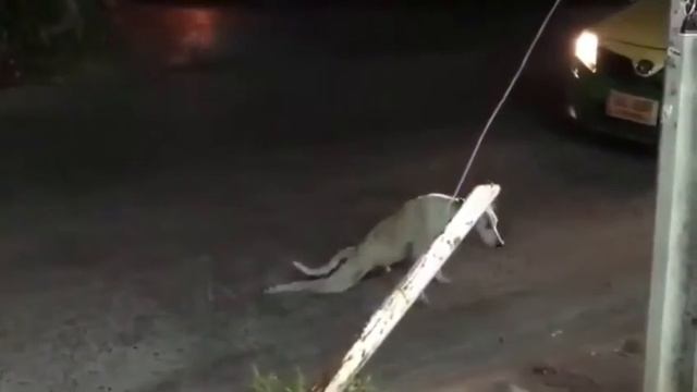 Собака аферист )))