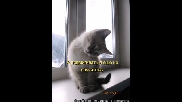 Смешные картинки про кошек и котят Выпуск 74  FUNNY CATS СМЕШНЫЕ КОШКИ