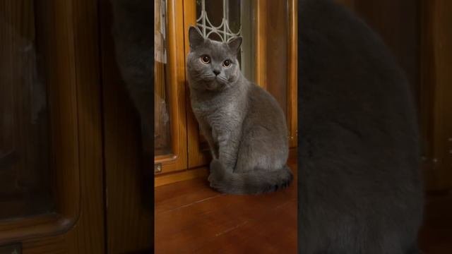 ONLINE LIFE of the cat Syl_Vester  syl_vestercatvideos