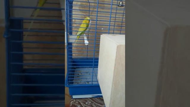 Яйца волнистых попугаев