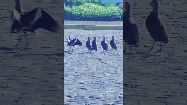 на Кавказе даже птицы танцуют...