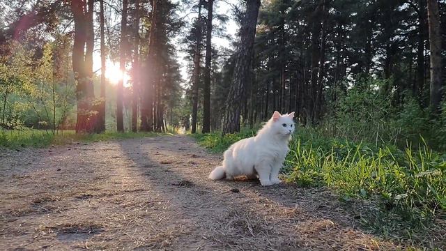 Вайса и идеальный свет. Мечта фотографа)