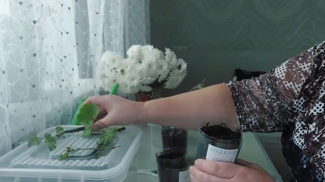 г.Лиски.Пеларгония,эксперимент,мои успехи!