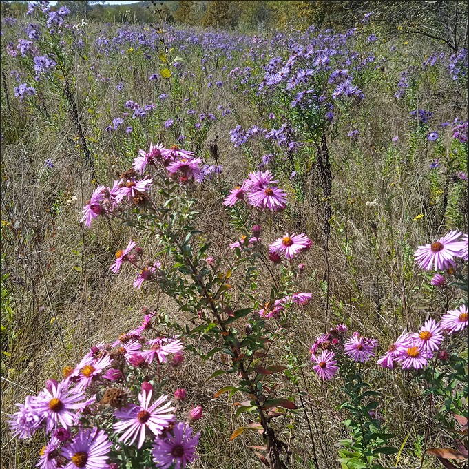 Бесплатно временное (аренда) жилье (домик в лесу) в Апшеронске