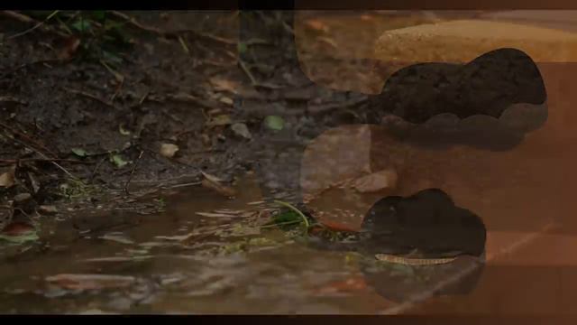 Дождевые черви _ Познавательное видео про дождевых червей _ Удивительный мир бес