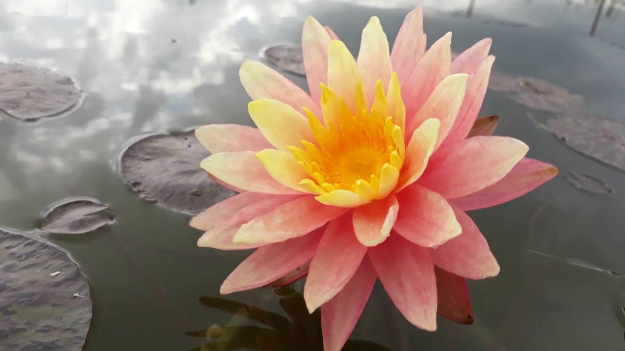 Нимфея Sunfire (Солнечный Огонь) кувшинка, waterlily, водные растения, пруд