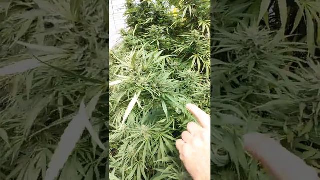 Pollen bag removal from cotton candy plant
