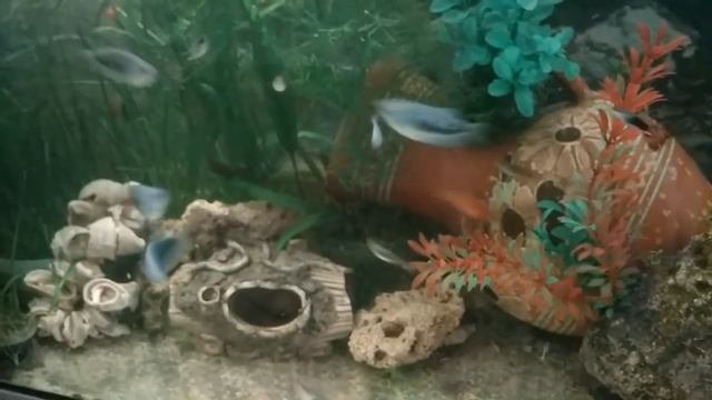 Гурами жемчужный перламутровый: содержание уход. Pearl gourami mother of pearl: content.