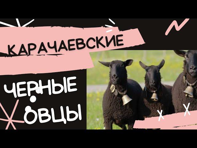 Карачаевские овцы