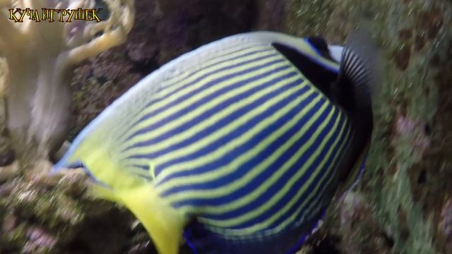 Мелаша с Беби Боном Тёмой в океанариуме и в виртуальном мире Minecraft!