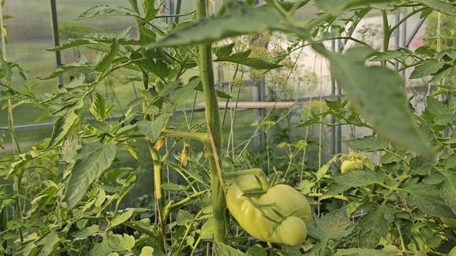 Желтеют отпадают завязи на помидорах ? и огурцах. Пятнистость на листьях тёмные пятна и ореол.