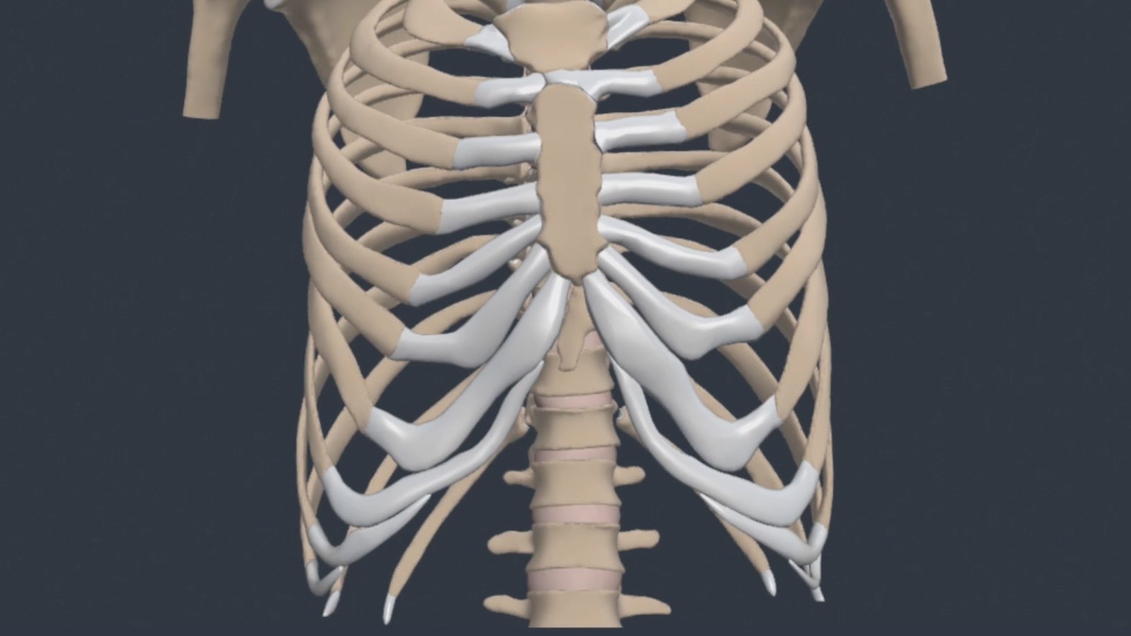 Exploring Thoracic Spine and Rib Cage Anatomy