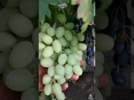 Виноград сорт Ландыш