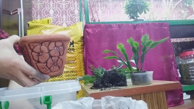 Декабрист гүлін күту,отырғызу және топырағы