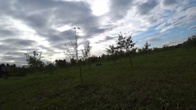 НАЕЛАСЬ НА ХАЛЯВУ. ДАВНО ЛИ ВЫ БЫЛИ В ЛЕСУ?