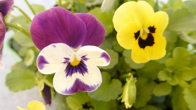 Yellow Viola - Bedding pansy - Yellow and Blue Mixed - Sumarfjólur -  Garðplöntur - Sumarblóm