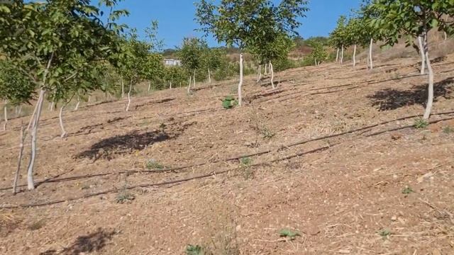 230- Chandler Ceviz Bahçesi Verime Geldi. Bursa, Mustafa Kemal Paşa ilcesi, Sünlük