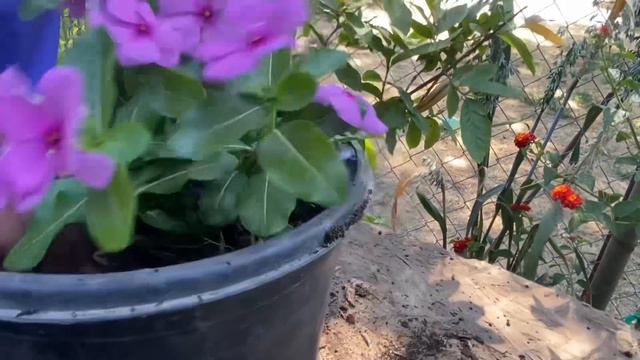 Trasplantando🌹Bincas 🌺 y  begonias ￼￼🌸🌹🌺👍🌱🌷