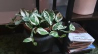 Best indoor plants / some plants in my living room