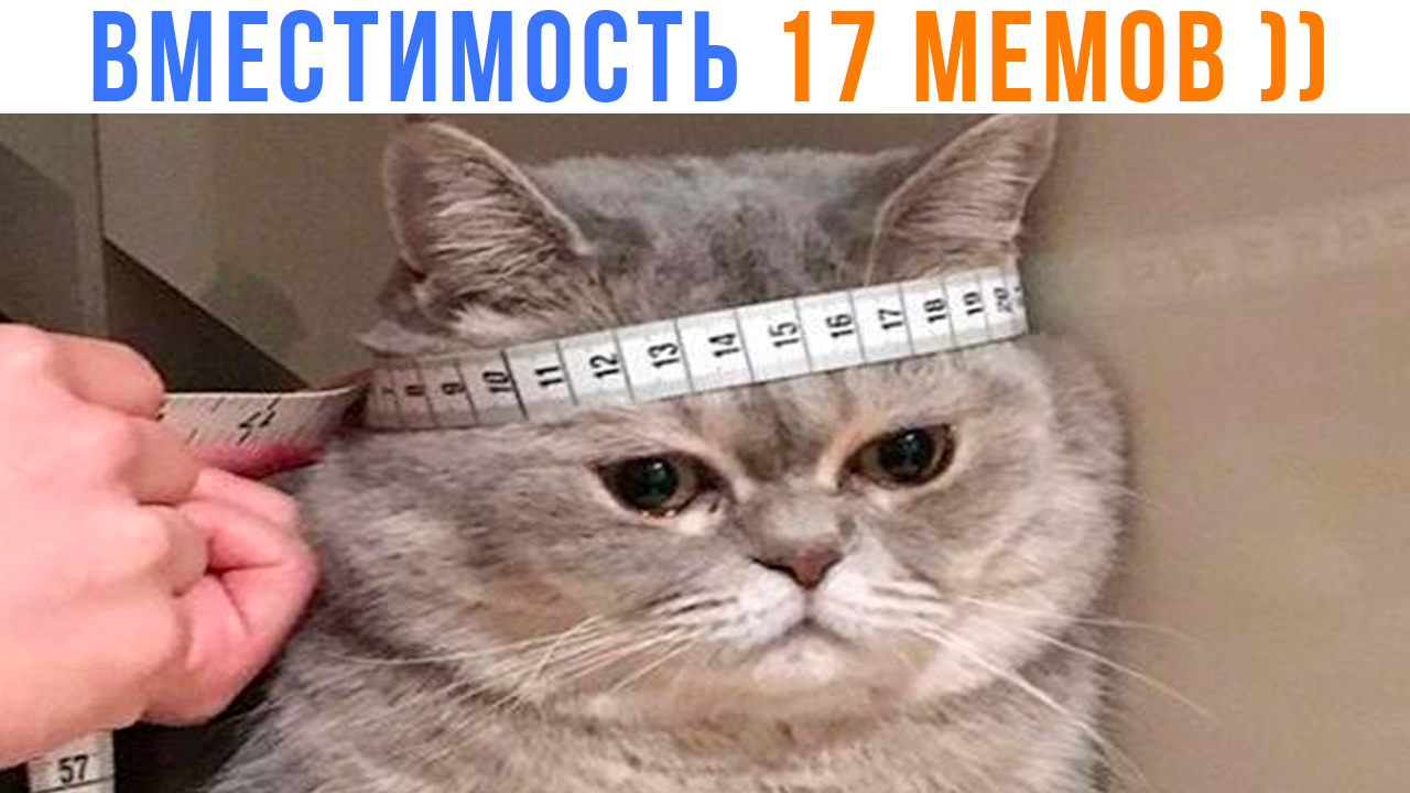 СКОЛЬКО МЕМОВ ВМЕЩАЕТ ТВОЯ ГОЛОВА? ))) | Приколы с котами | Мемозг 1422