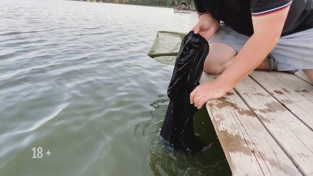 У нас поклёвка! Ловим больших карпов и амуров на "Стадионе".